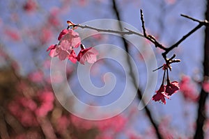 Taiwan Mountain Cherry Blossom Prunus campanulata Maxim