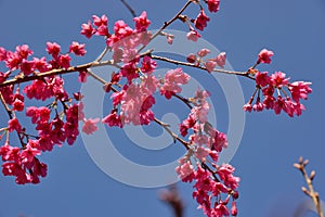 Taiwan Mountain Cherry Blossom Prunus campanulata Maxim