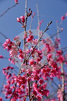 Taiwan Mountain Cherry Blossom Prunus campanulata Maxim