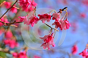 Taiwan Mountain Cherry Blossom Prunus campanulata Maxim