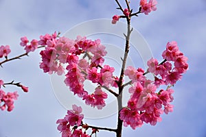 Taiwan Mountain Cherry Blossom Prunus campanulata Maxim