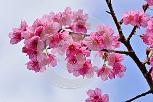 Taiwan Mountain Cherry Blossom Prunus campanulata Maxim