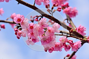 Taiwan Mountain Cherry Blossom Prunus campanulata Maxim