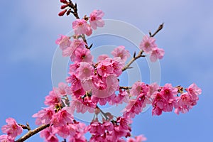 Taiwan Mountain Cherry Blossom Prunus campanulata Maxim