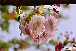 Taiwan Mountain Cherry Blossom Prunus campanulata Maxim