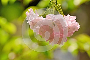 Taiwan Mountain Cherry Blossom Prunus campanulata Maxim