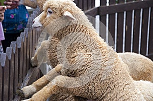 Taiwan, mountain, farm, pasture, sheep