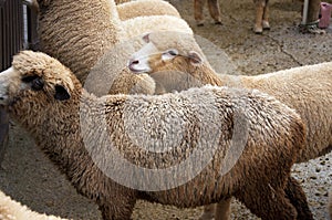 Taiwan, mountain, farm, pasture, sheep