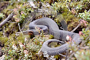 Taiwan Mountain Pitviper