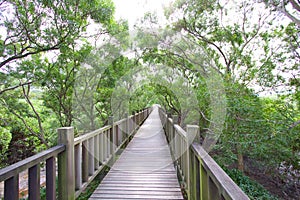 Taiwan nature walk in the woods