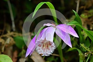 Taiwan Pleione