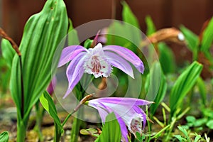 Taiwan Pleione.