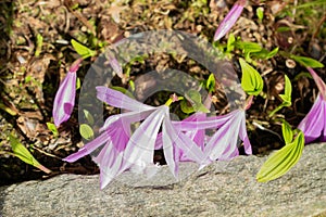 Taiwan pleione or Pleione Formosana flowers in Saint Gallen in Switzerland