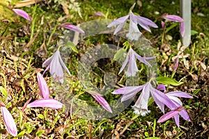 Taiwan pleione or Pleione Formosana flowers in Saint Gallen in Switzerland