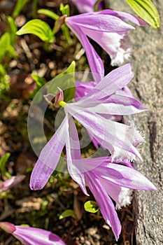 Taiwan pleione or Pleione Formosana flowers in Saint Gallen in Switzerland