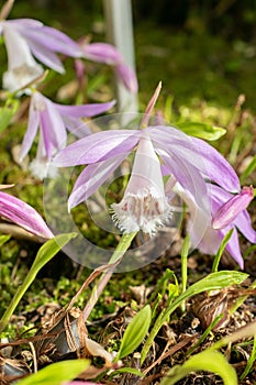 Taiwan pleione or Pleione Formosana flowers in Saint Gallen in Switzerland