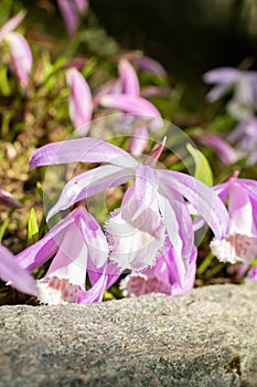 Taiwan pleione or Pleione Formosana flowers in Saint Gallen in Switzerland