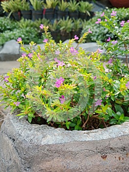 Taiwan purple flowers can also be called bush plants originating from America