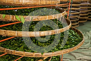 Taiwan's Chiayi City, Long Misato territory of a tea factory workers are hanging Oolong tea (tea first process: dry tea)