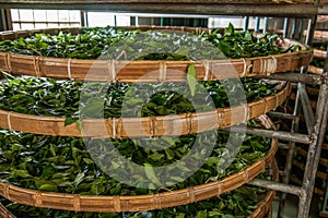 Taiwan's Chiayi City, Long Misato territory of a tea factory workers are hanging Oolong tea (tea first process: dry tea)