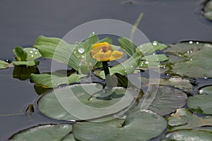 Taiwan`s unique floating leaf plant