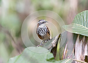 Taiwan Scimitar-Babbler just chilling