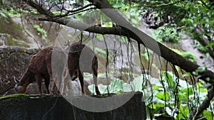 The Taiwan serow eating in the forest. Capricornis swinhoei