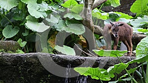 The Taiwan serow walking in the river of the forest. Capricornis swinhoei