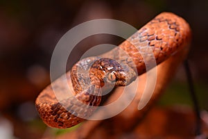 Taiwan Slug Snake