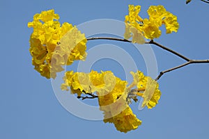 Taiwan, spring, flowering season, street trees, blooming, Suzuki chrysanthemum