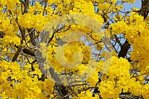 Taiwan, spring, flowering season, street trees, blooming, Suzuki chrysanthemum