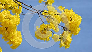 Taiwan, spring, flowering season, street trees, blooming, Suzuki chrysanthemum