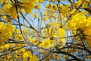 Taiwan, spring, flowering season, street trees, blooming, Suzuki chrysanthemum