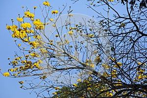 Taiwan, spring, flowering season, street trees, blooming, Suzuki chrysanthemum