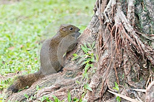 Taiwan squirrels in 228 Peace Memorial Park. a famous historic site in Taipei, Taiwan.