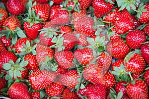 Taiwan Travel Image : strawberry background fruit wallpaper. Taiwan Dahu strawberry.