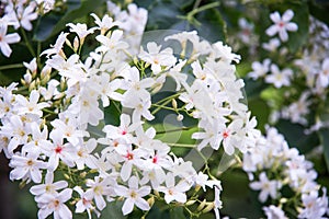 Taiwan Travel Image : Taiwan Miaoli Hakka Tung flower Blossom Image Aleurites montana