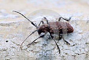 Taiwan tumor long horned beetle