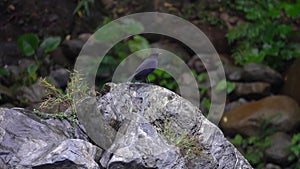 Taiwan whistling thrush bird, also known as the Formosan Whistling Thrush Myophonus Insularis Perched on Stone Rock at