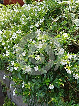 Taiwan white flowers can also be called bush plants originating from America