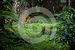 Taiwan, Xitou, forest, protected area, forest trail