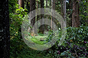 Taiwan, Xitou, forest, protected area, forest trail