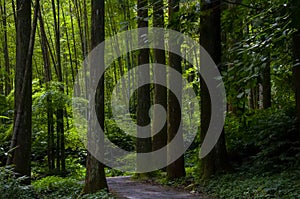 Taiwan, Xitou, forest, protected area, forest trail