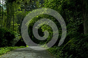 Taiwan, Xitou, forest, protected area, forest trail