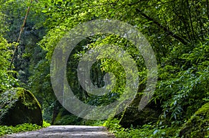 Taiwan, Xitou, forest, protected area, forest trail