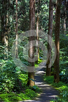 Taiwan, Xitou, forest, protected area, forest trail