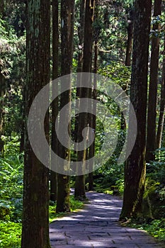 Taiwan, Xitou, forest, protected area, forest trail