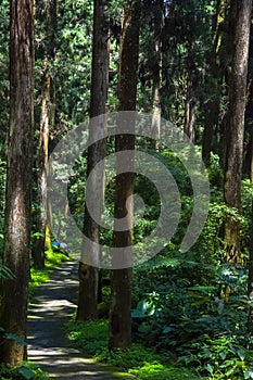 Taiwan, Xitou, forest, protected area, forest trail