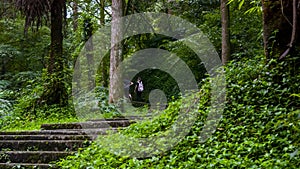 Taiwan, Xitou, forest, protected area, forest trail