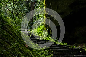 Taiwan, Xitou, forest, protected area, forest trail